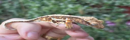 Gecko reptiles for sale: Crested geckos  - Advert 12