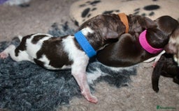 Cockapoo dogs for sale: Waiting list health tested American cockerpoos - Image 15