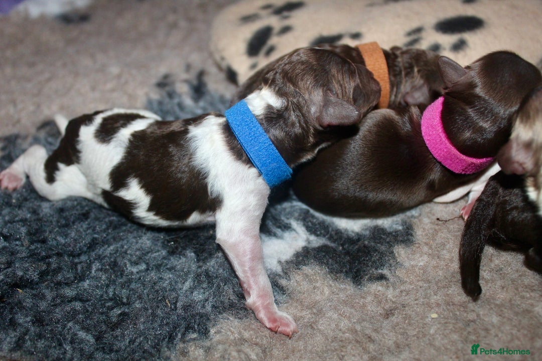 Cockapoo dogs for sale: Waiting list health tested American cockerpoos - Image 15