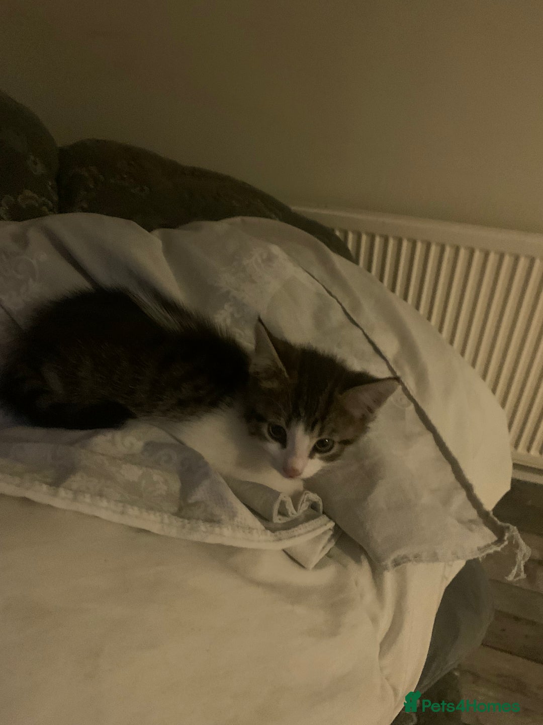 Domestic Shorthair cats for sale: 2 girls one boy!  - Image 3