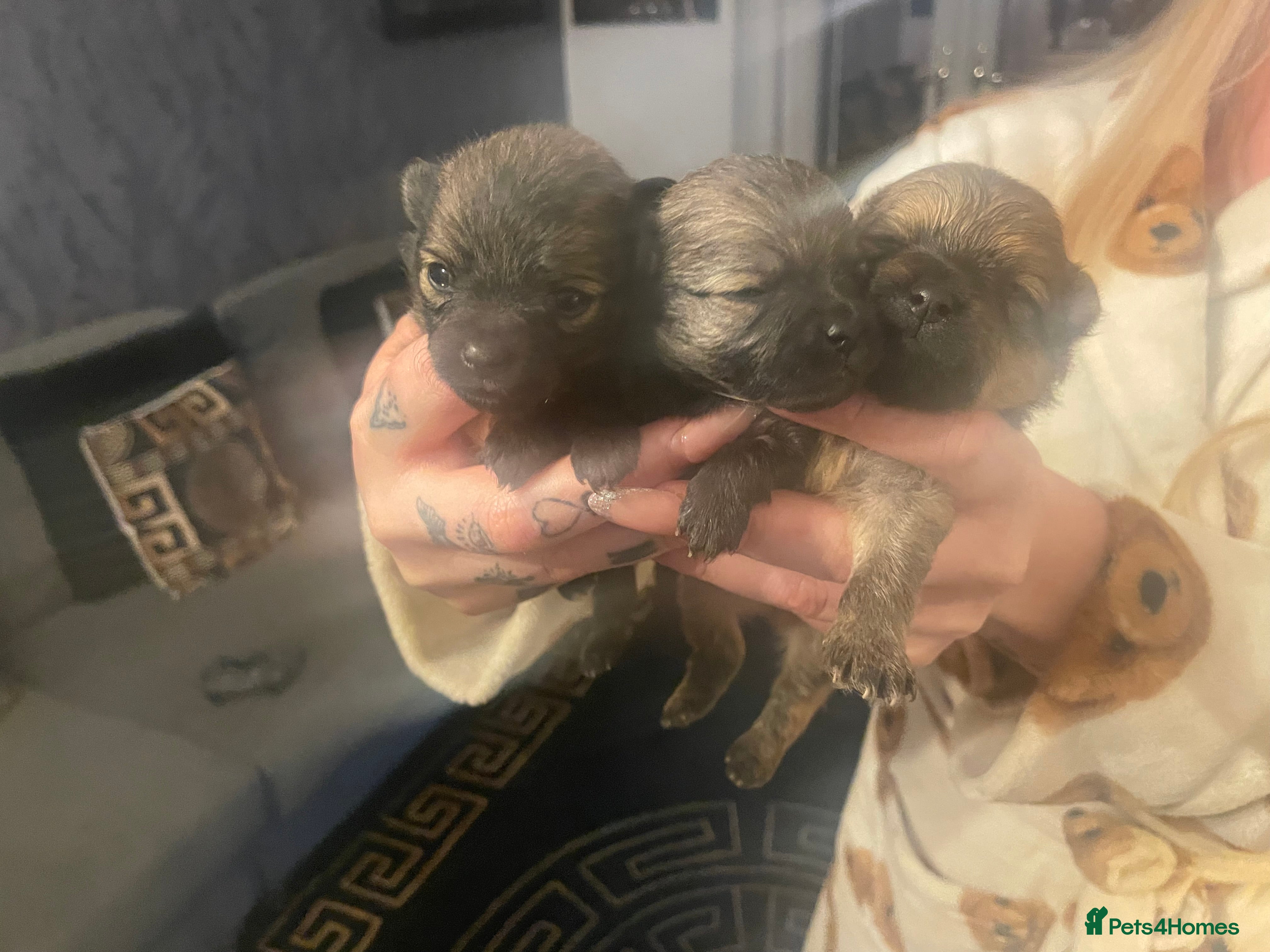 Pomeranian dogs Beautiful tiny Pomeranian puppies  - Advert 3