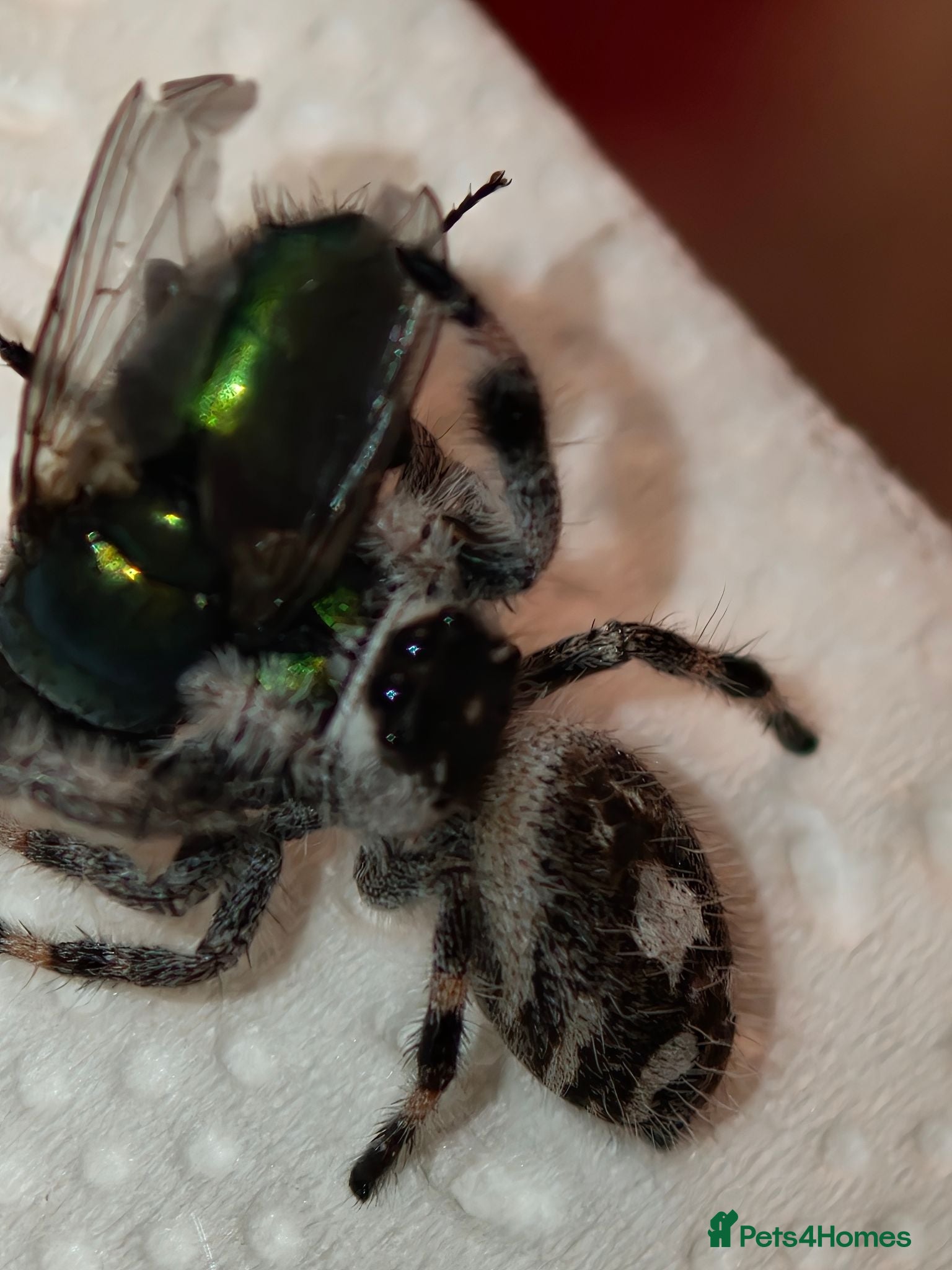 Spiders invertebrates Jumping spider Bahamas Brown female  - Advert 11