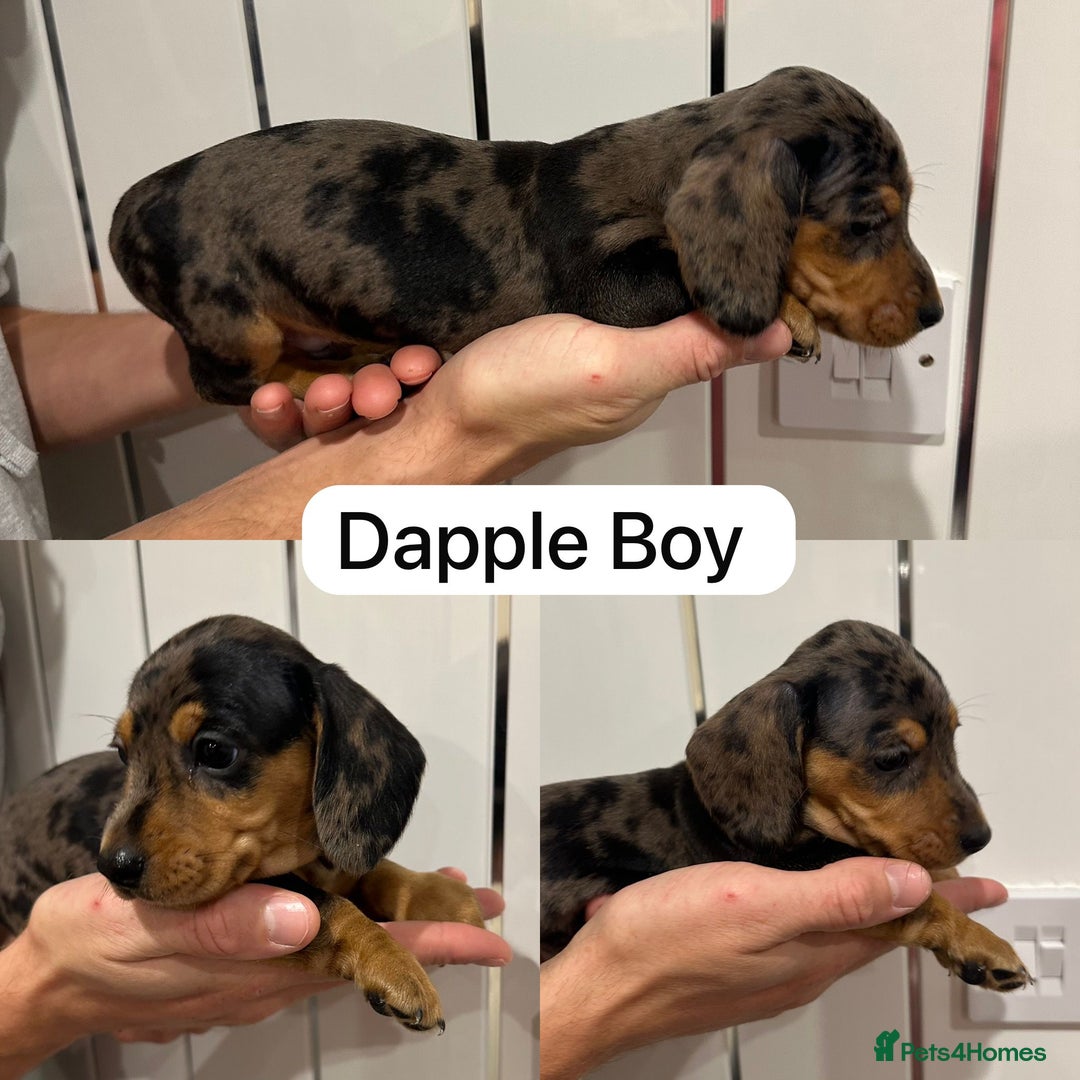 Miniature Dachshund dogs for sale: Miniature Dashound Puppies  - Image 7