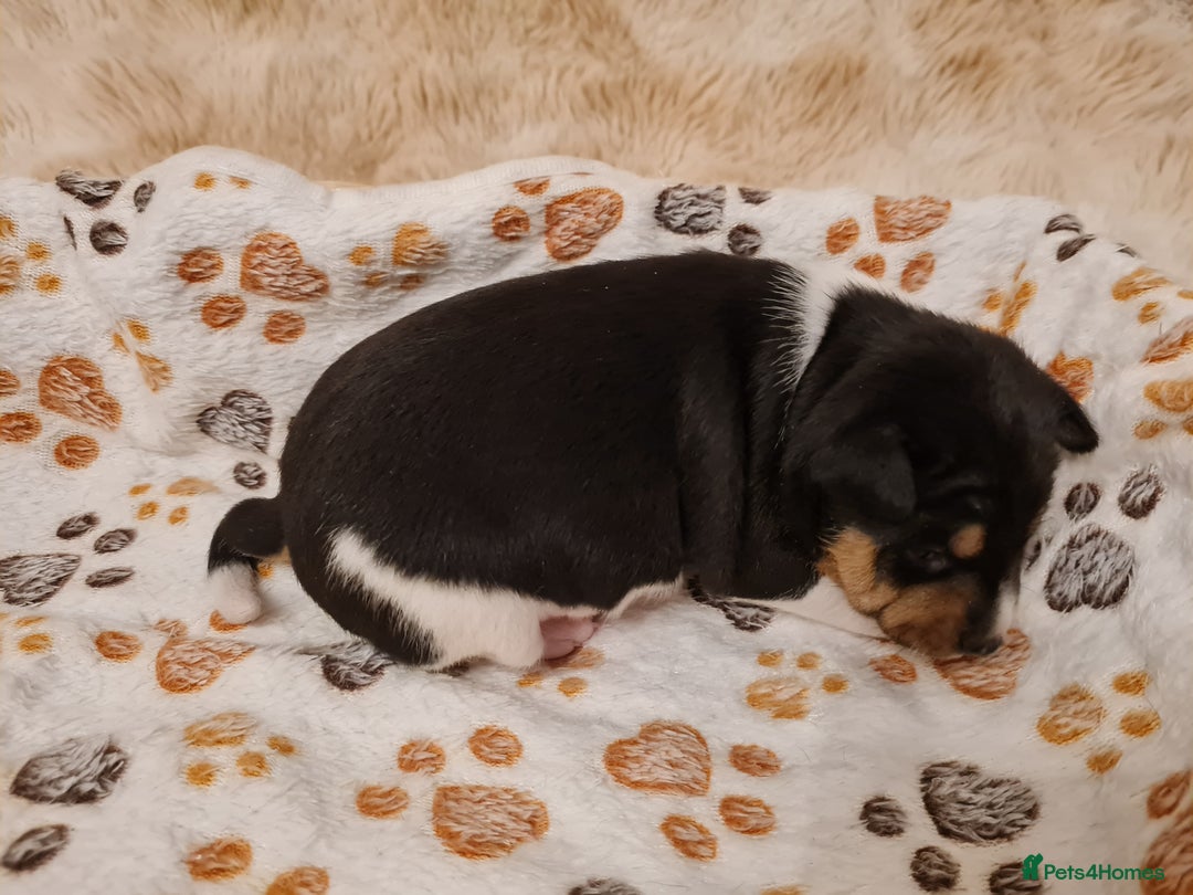 Basenji dogs for sale: ✨ Purebred Basenji Puppies all reserved now!✨ - Advert 20