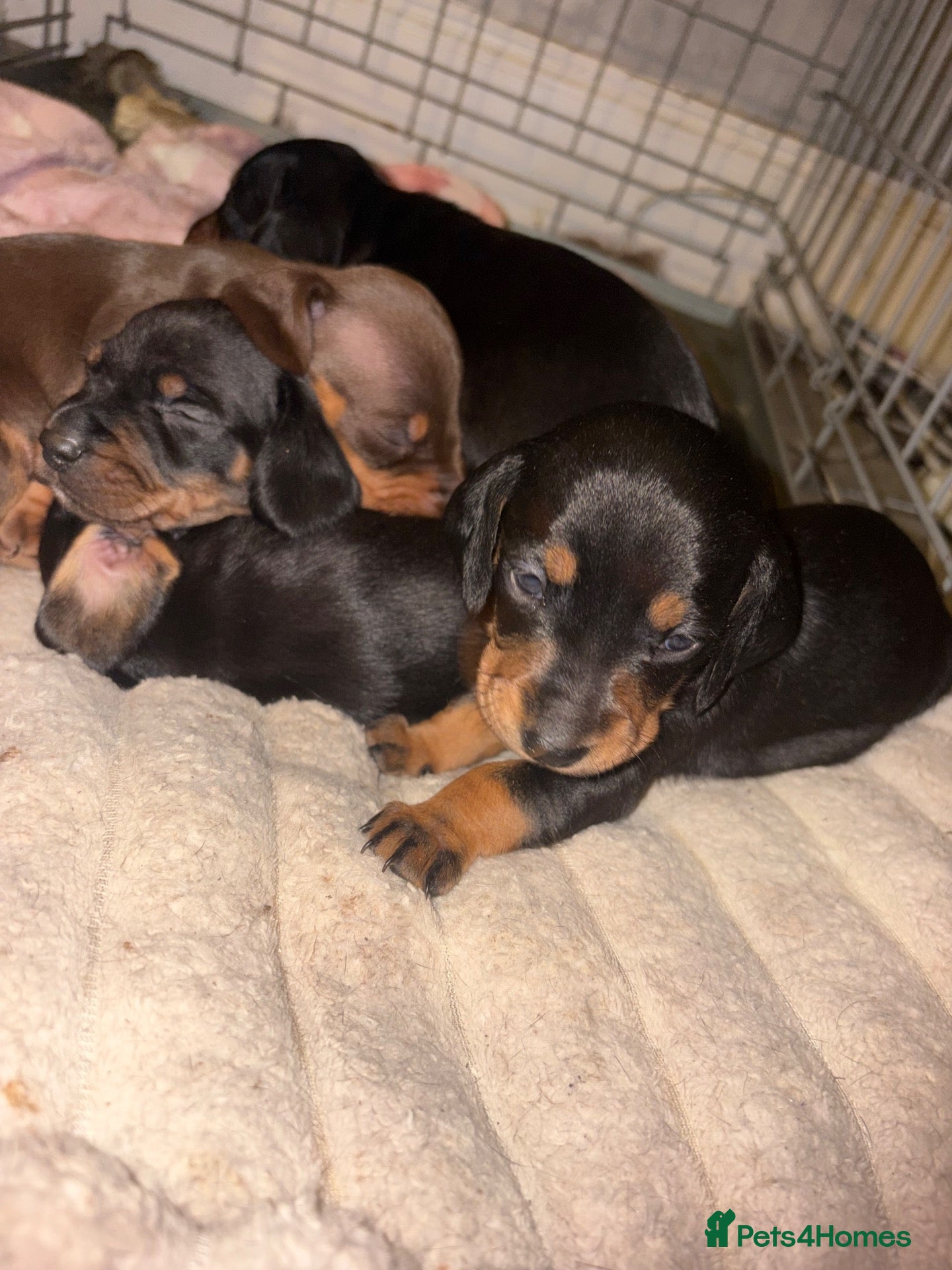 Dachshund dogs Beautiful dachshund puppies  - Advert 2