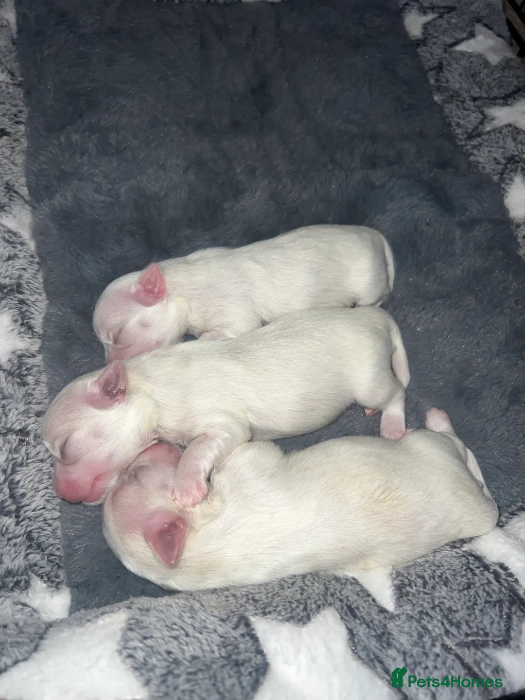 Bichon Frise dogs for sale: Bichon for sale only 1 girl left  - Advert 2