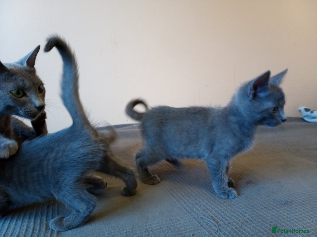 Russian Blue cats for sale: Russian Blue Kittens - 2 Boys left - Image 7
