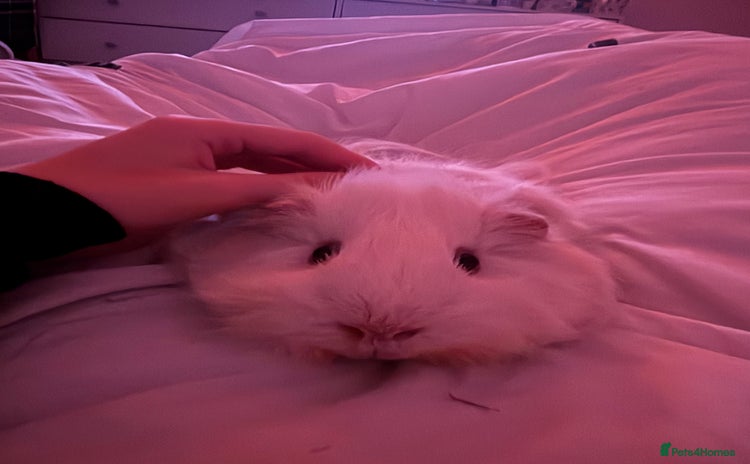 Guinea Pig rodents - Advert 3