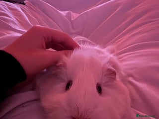 Guinea Pig rodents - Advert 3