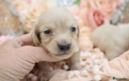 Miniature Dachshund dogs for sale: KC Longhair Miniature Dachshund Puppies - Image 4