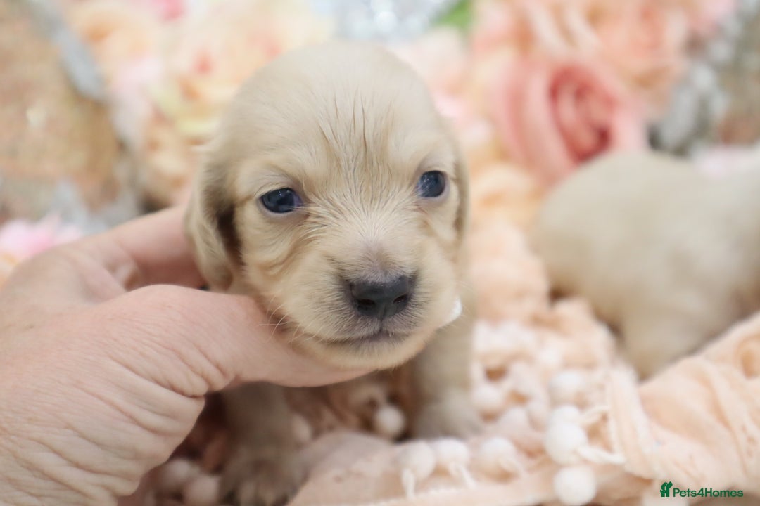 Miniature Dachshund dogs for sale: KC Longhair Miniature Dachshund Puppies - Image 4