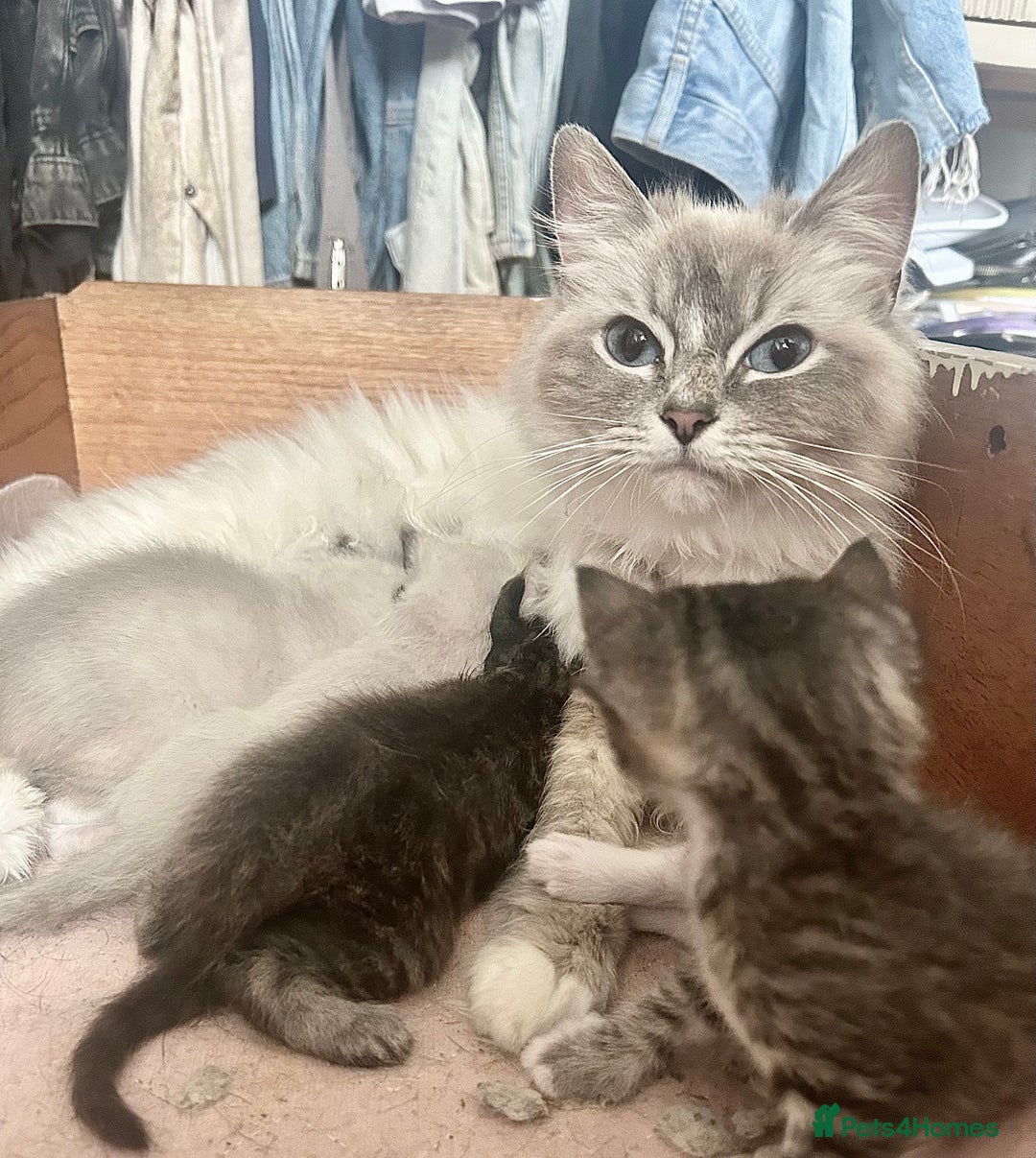 Ragdoll cats for sale: GCCF Ragdoll-Mix Kittens – Rare & Longhaired 🐾 - Image 13