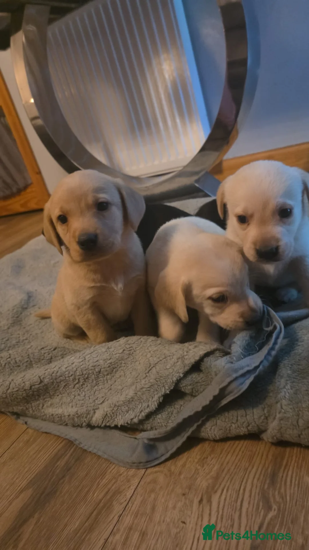 Labrador Retriever dogs for sale: Labrador puppies  - Advert 5