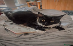 Maine Coon cats for sale: Two lovely Main coon boys - Image 2