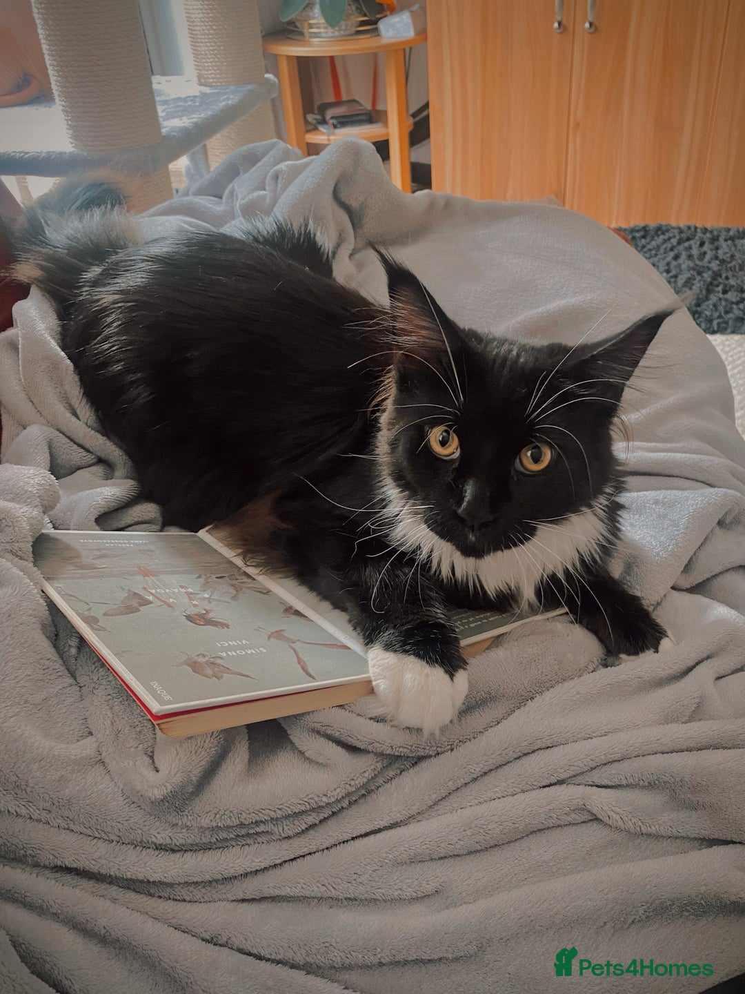 Maine Coon cats for sale: Two lovely Main coon boys - Image 2