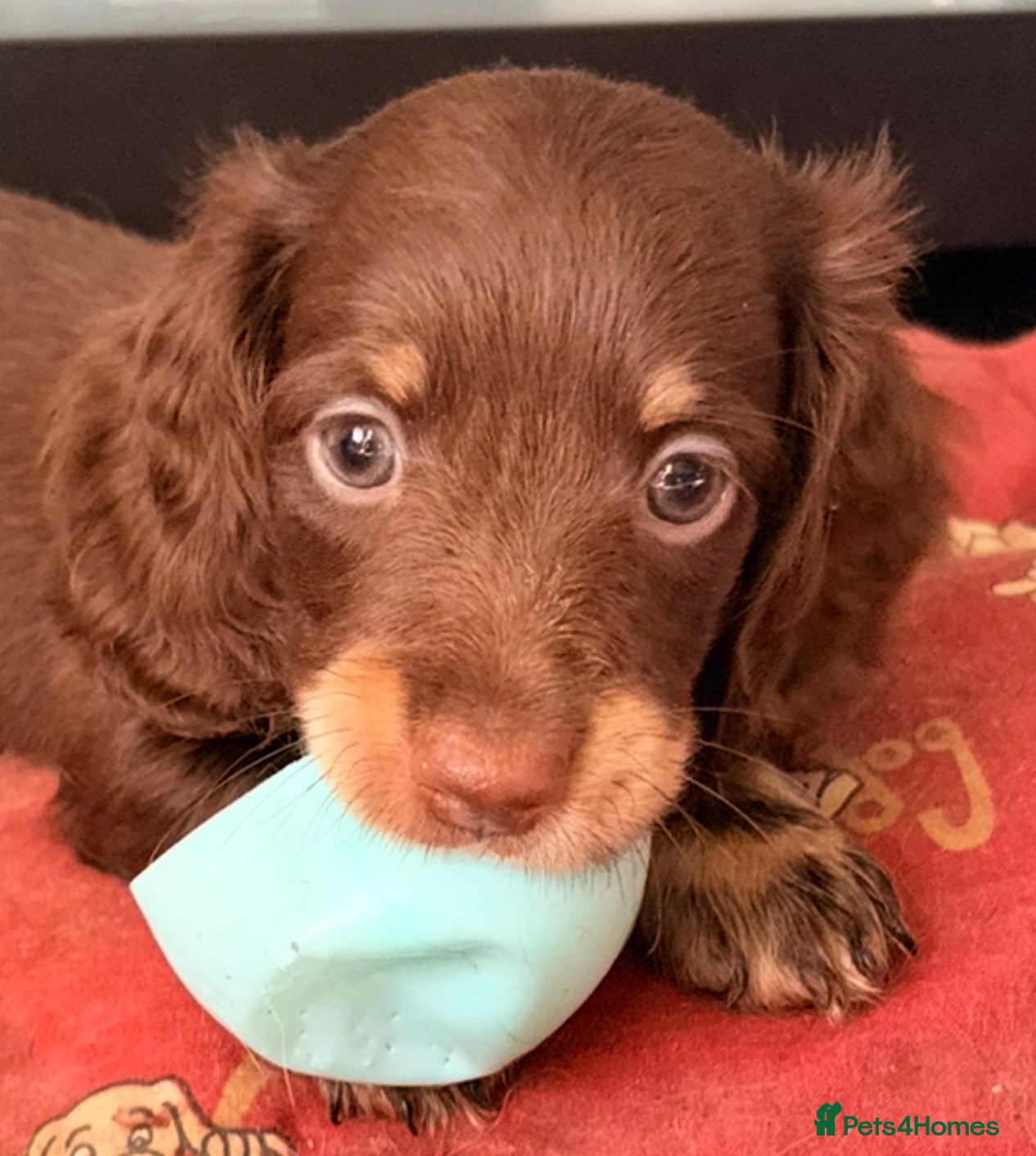 Miniature Dachshund dogs Beautiful long hair miniature dachshund pups - Advert 17