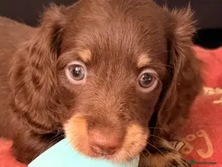 Miniature Dachshund dogs Beautiful long hair miniature dachshund pups - Advert 9