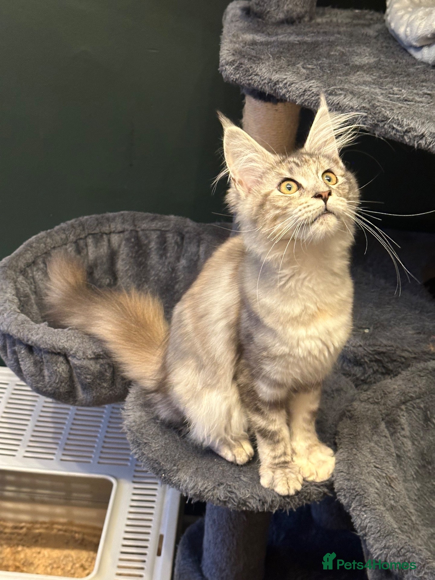Maine Coon cats Beautiful Tica Active big girl  - Advert 6