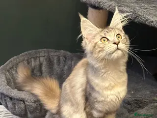 Maine Coon cats Beautiful Tica Active big girl - Advert 6