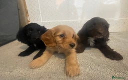Cockapoo dogs for sale: F1 cockapoo - Image 13