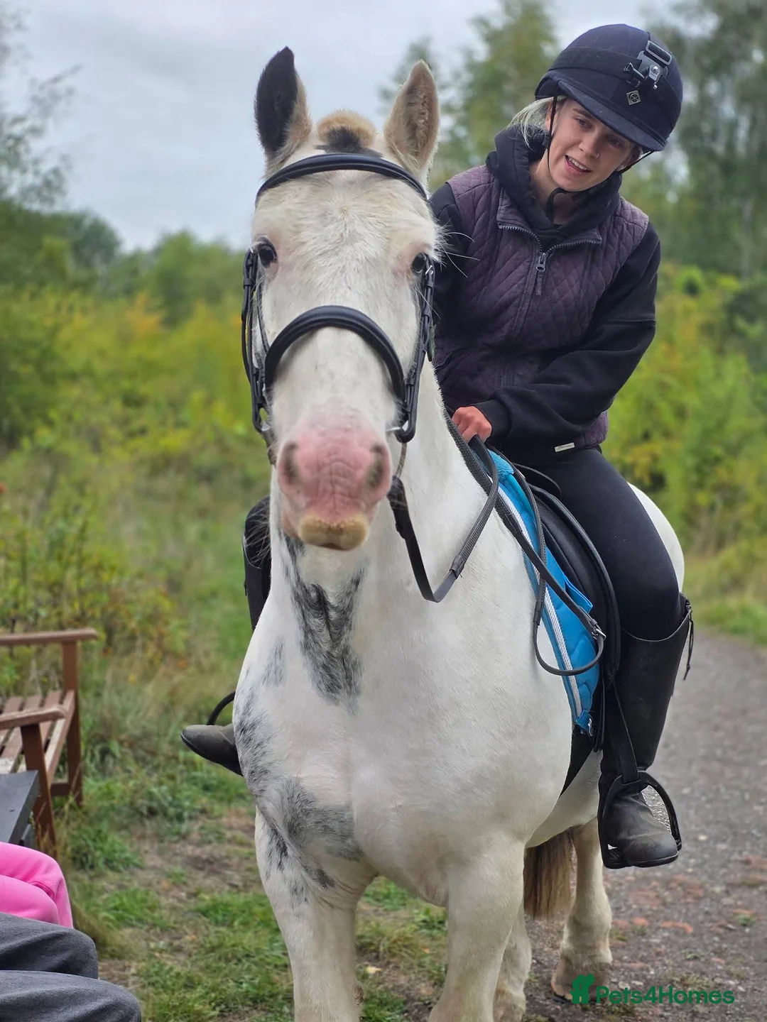 Irish Cob horses for sale: 13.3 cob Gelding - Advert 2