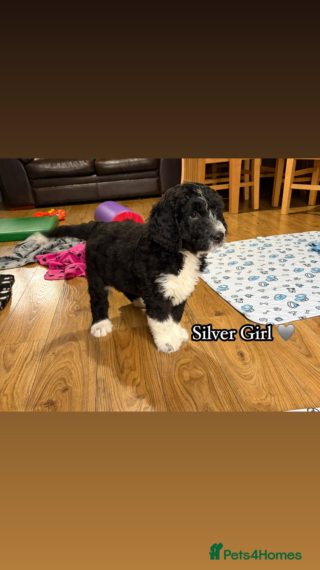 Bernedoodle dogs for sale: 🩷 Chunky Bernedoodles with TRI🩷 - Advert 5