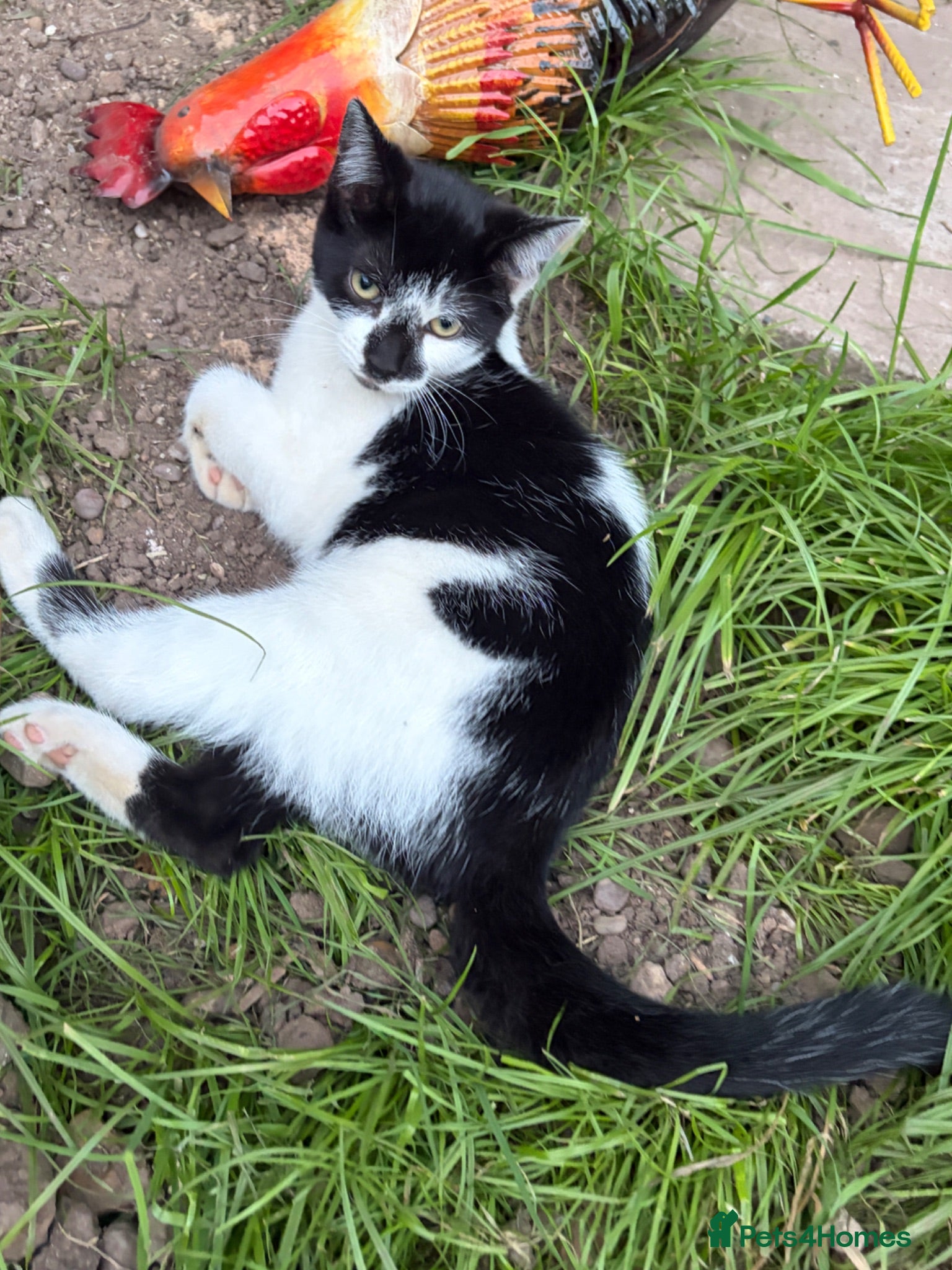 Mixed Breed cats Beautiful playful kittens looking for loving homes - Advert 2