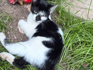 Mixed Breed cats Beautiful playful kittens looking for loving homes - Advert 2