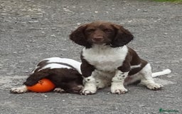 English Springer Spaniel dogs for sale: Two Gorgeous Boy English Springer Spaniel Puppies  - Image 1