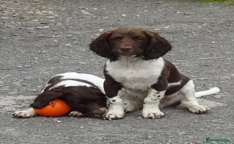 English Springer Spaniel dogs - Advert 1