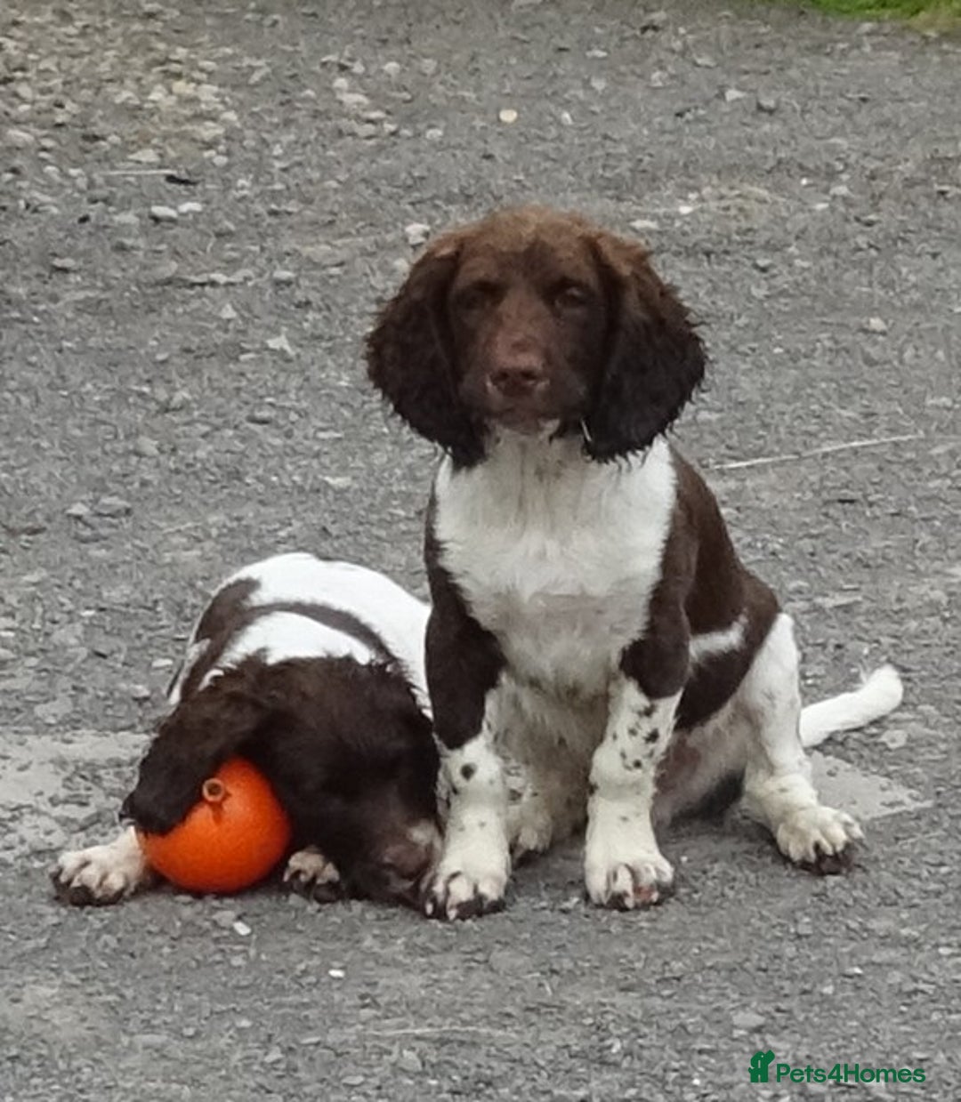 English Springer Spaniel dogs for sale: Two Gorgeous Boy English Springer Spaniel Puppies  - Image 1