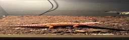 Leopard Gecko reptiles for sale: leopard gecko for rehoming with full set up  in Bilston - Advert 3