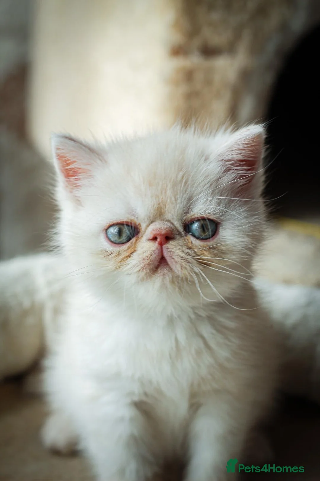 Exotic cats for sale: Gorgeous boy - Advert 2