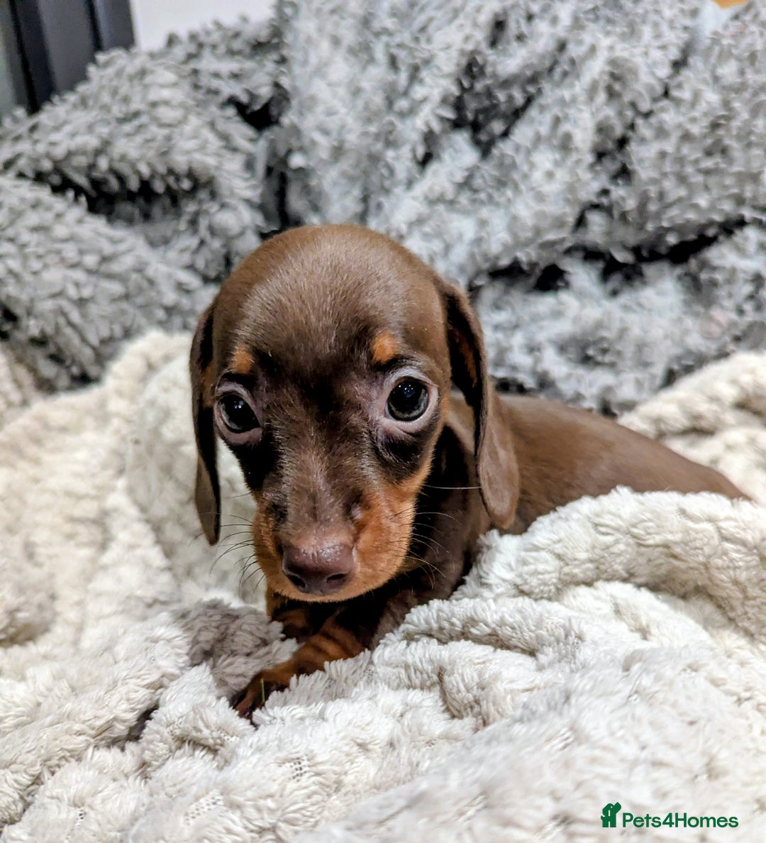 Miniature Dachshund dogs for sale: Gorgeous KC Registered Miniature Dachshund  - Advert 3
