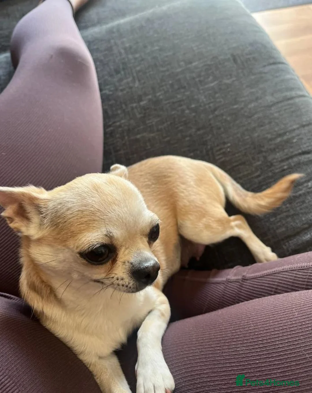 Chihuahua dogs for sale: Beautiful Chihuahua Puppies  in Falmouth - Advert 2