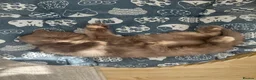 Brazilian Shorthair cats for sale: 5 British shorthair kittens - Advert 14