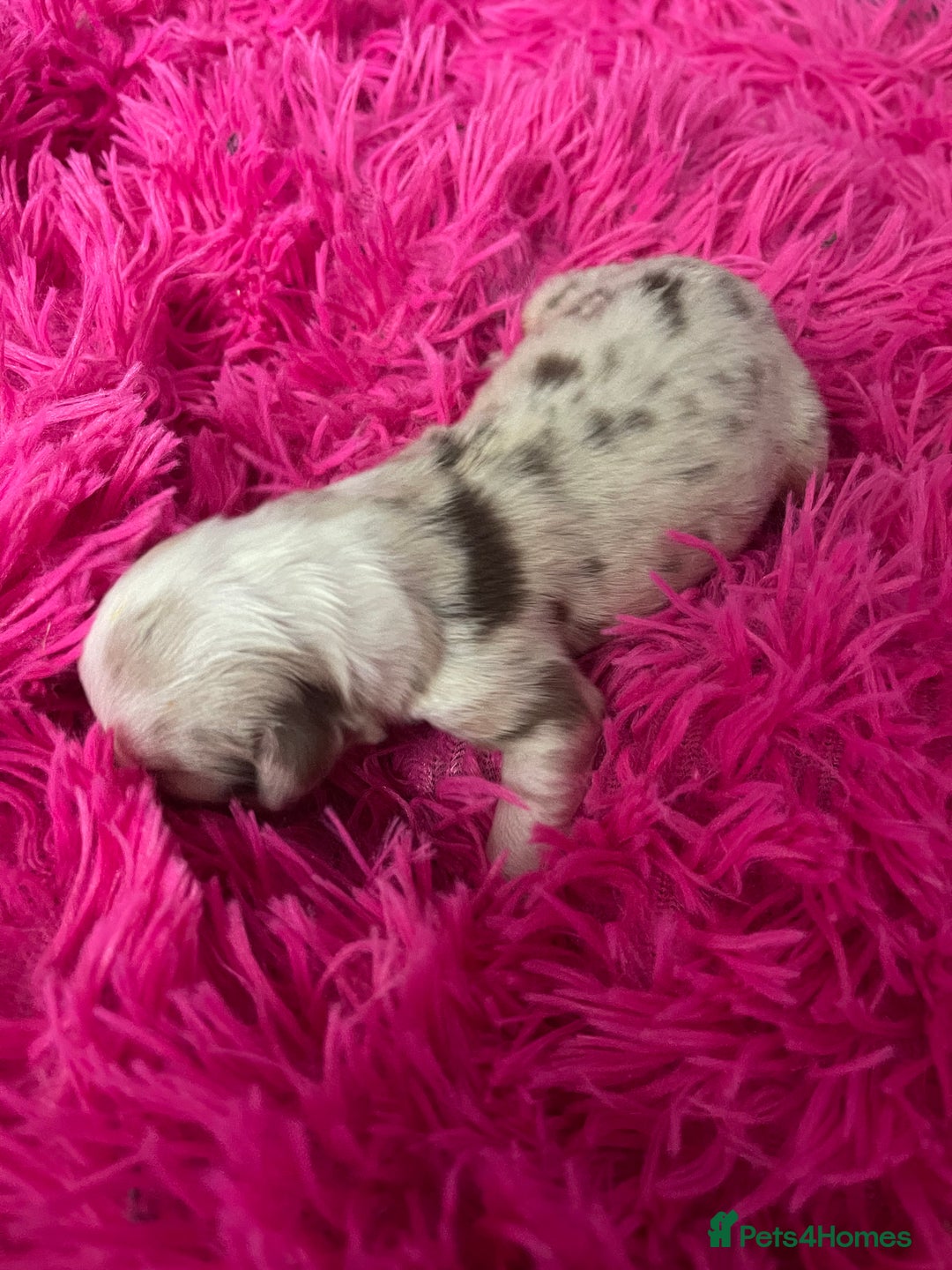 Australian Shepherd dogs for sale: Beautiful Australian Shepherd KC registration🥰 - Image 12