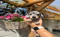 Miniature Dachshund dogs for sale: KC Registered Gorgeous Silver & Tan Dapple Girl  - Image 5