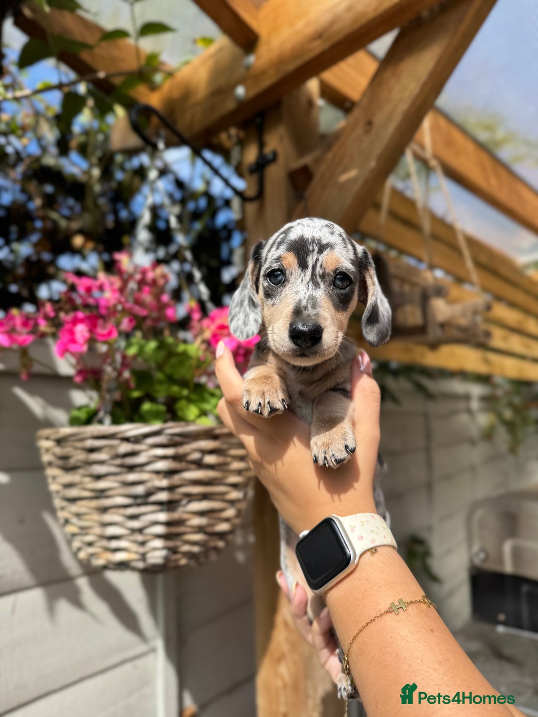 Miniature Dachshund dogs for sale: KC Registered Gorgeous Silver & Tan Dapple Girl  - Image 5