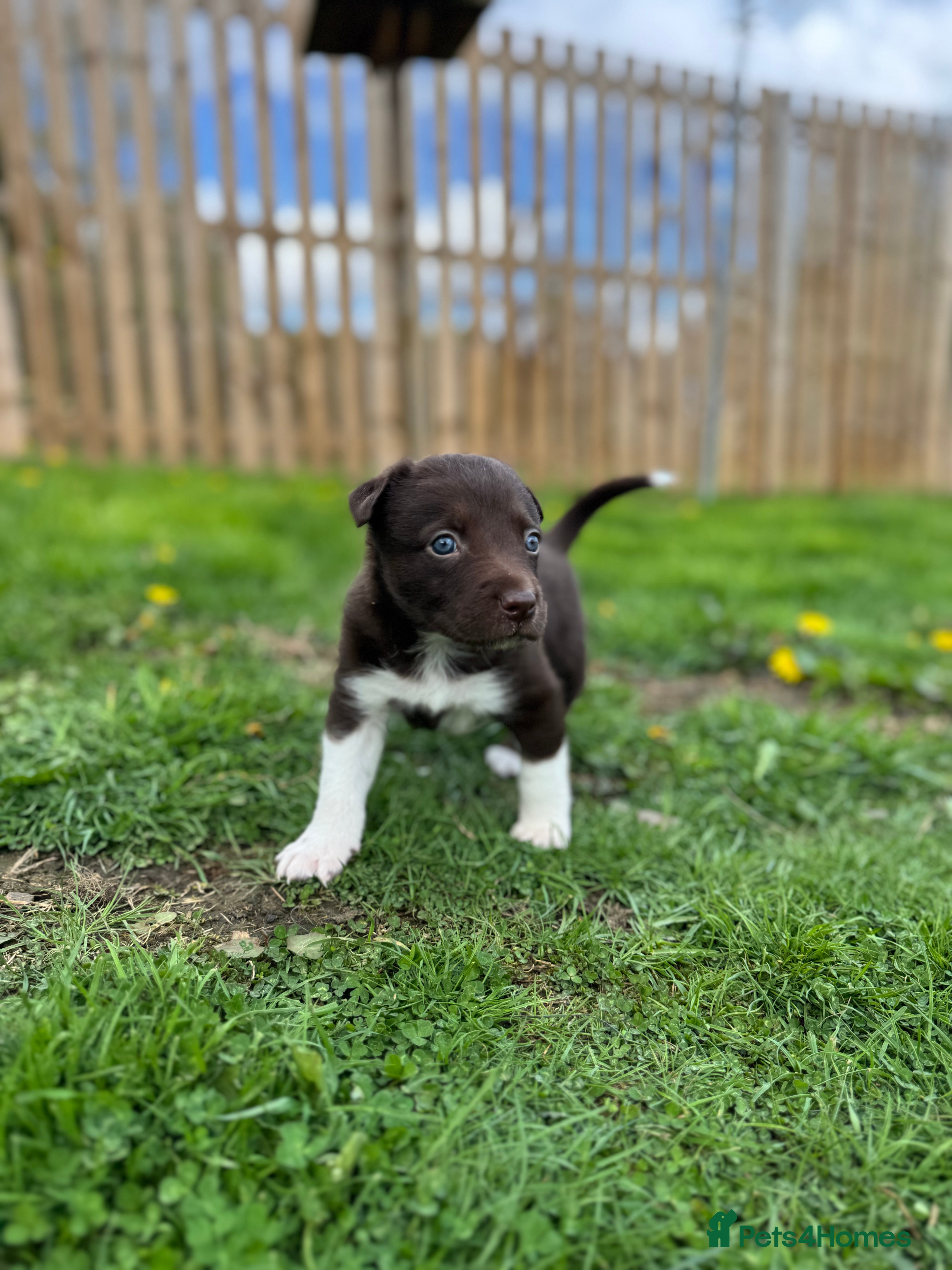 Border Collie dogs Stunning Border Collie Pup - Advert 1