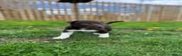 Border Collie dogs for sale: Stunning Border Collie Pup - Advert 1