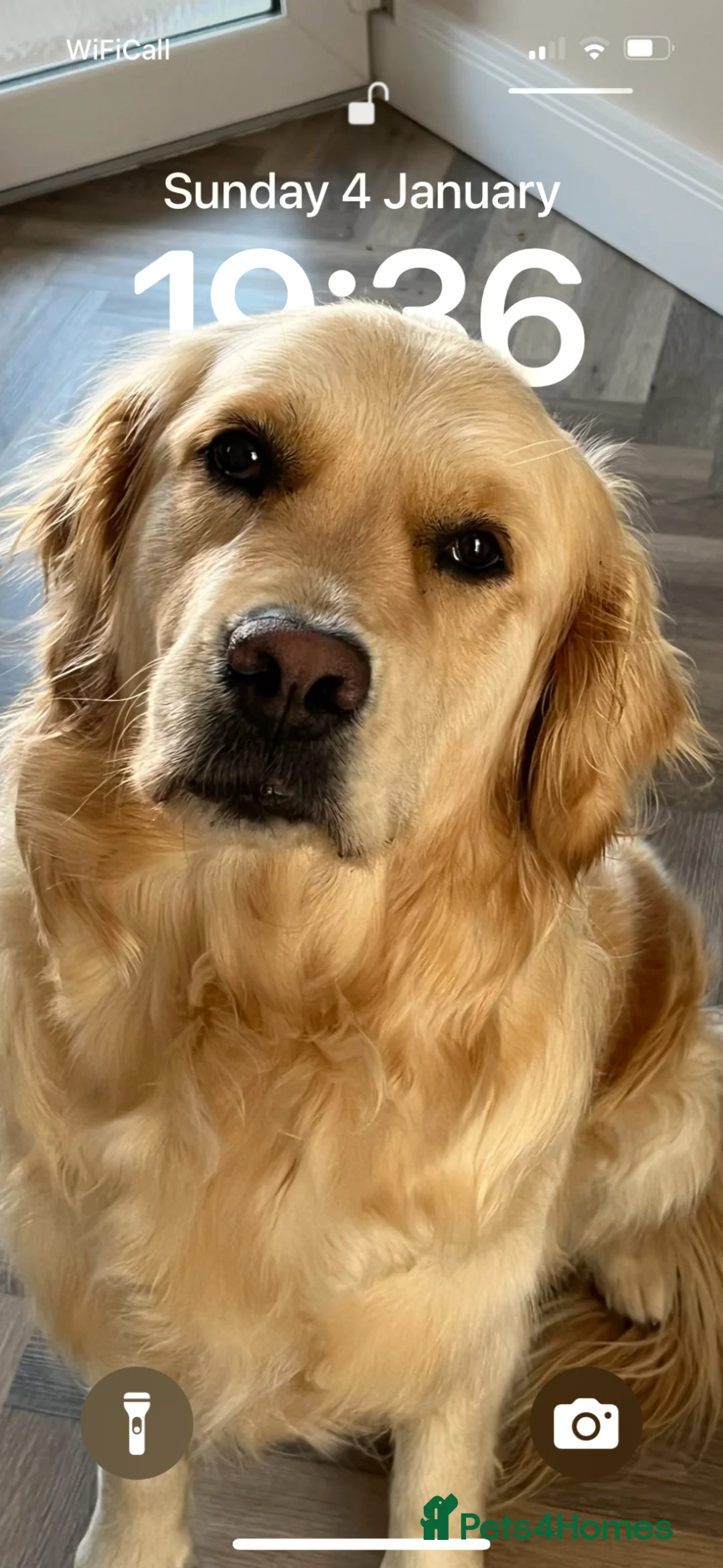 Golden Retriever dogs for sale: Gorgeous litter of Goldens in Swindon - Advert 2