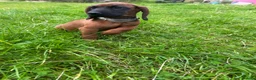Bavarian Mountain Hound dogs for sale: Bavarian mountain hound pups - Advert 10