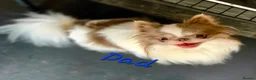 Chihuahua dogs for sale: Long coat chihuahua two boys available - Advert 17