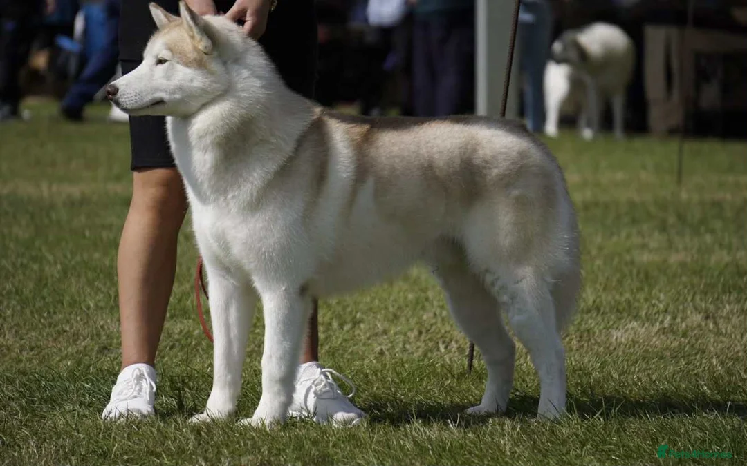 Siberian Husky dogs for sale: ✨Exceptional KC Reg Husky Puppies✨ - Advert 9