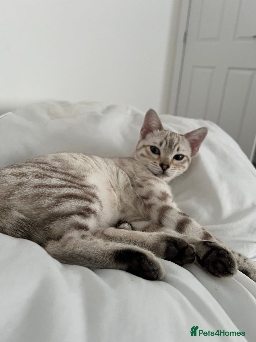 Bengal cats for sale: Snow bengal female kitten - Advert 2