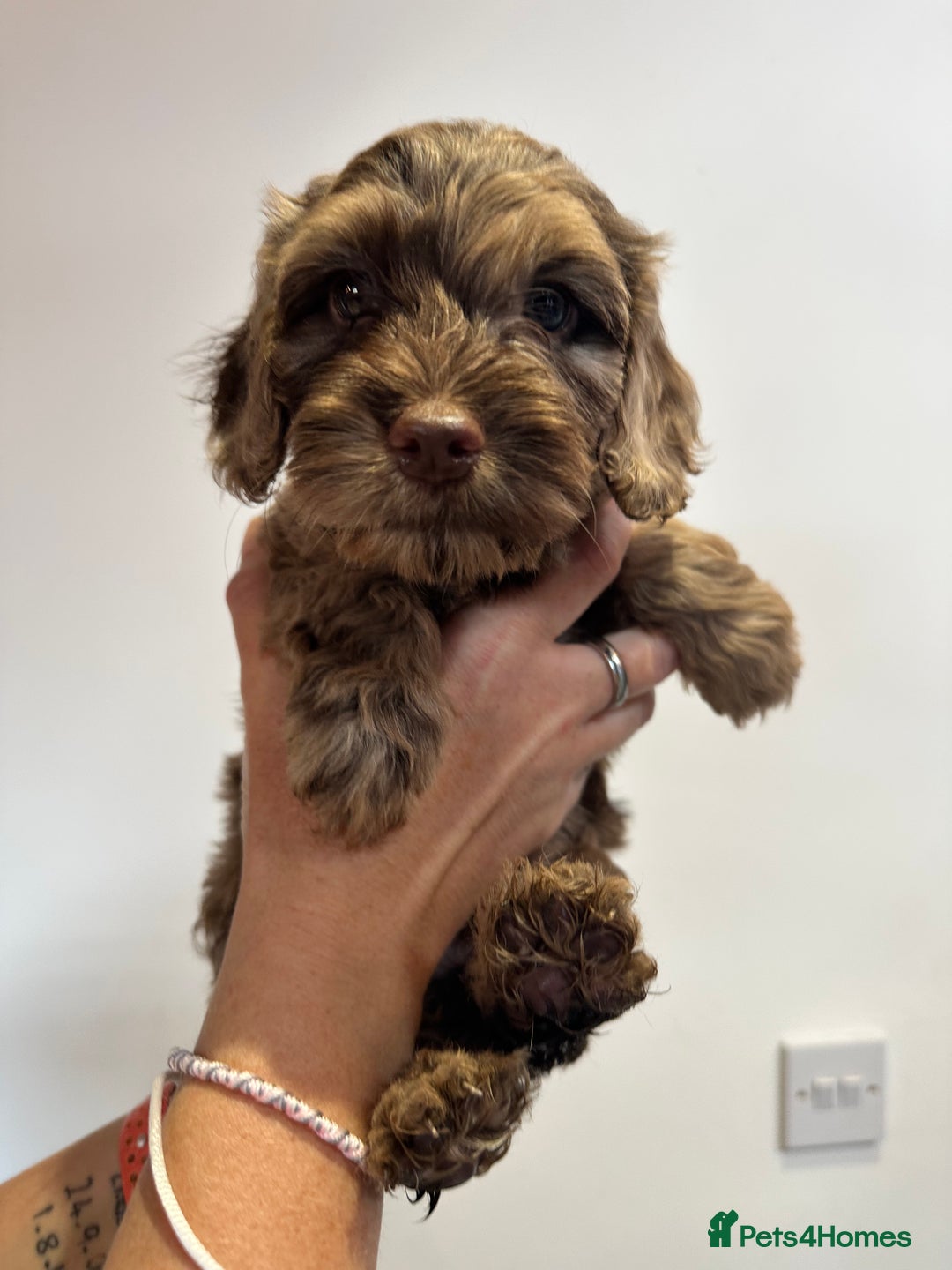 Mixed Breed dogs for sale: 10x Gorgeous Sproodles - Image 15