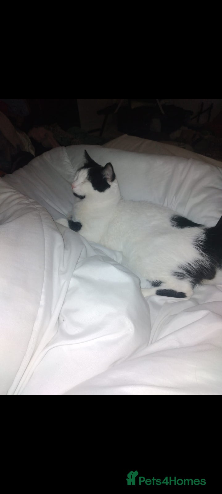 Mixed Breed cats Cat for sale - Advert 4