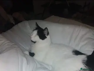 Mixed Breed cats Cat for sale - Advert 2