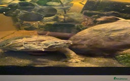 Turtle reptiles for sale: Female musk turtles  - Image 3